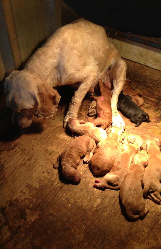 A raid by the RSPCA on a puppy farm found this traumatised mother with almost a dozen puppies.