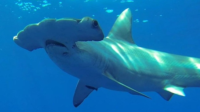 Discovery Channel gets up close with a Great Hammerhead. Picture: Discovery Channel