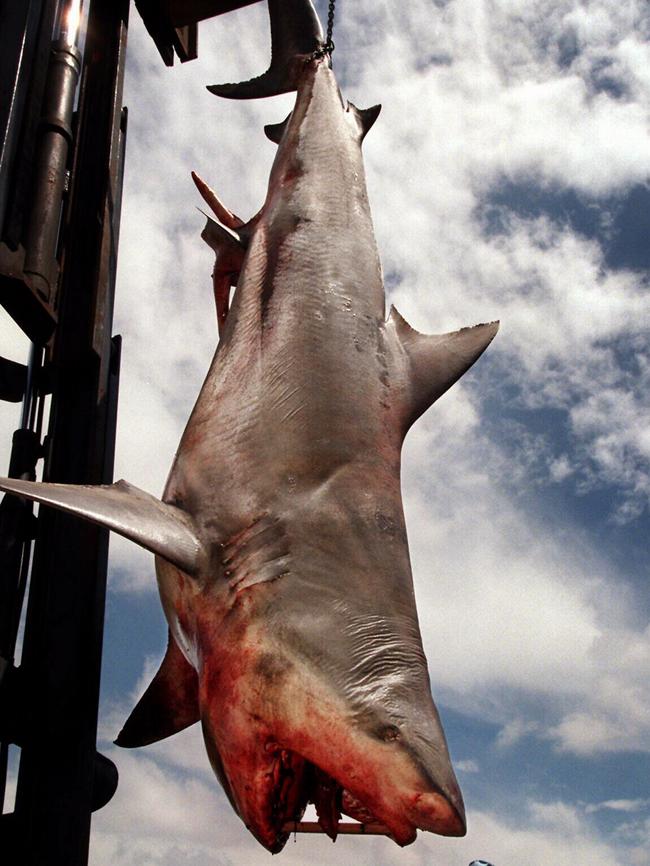 A shark caught off Castle Rock in 2007. Photo News Corp