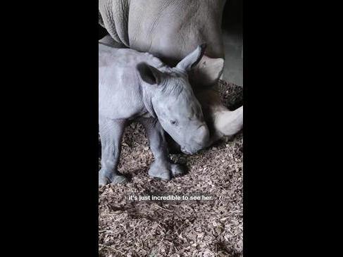 Werribee Open Range Zoo welcomes newborn rhino calf