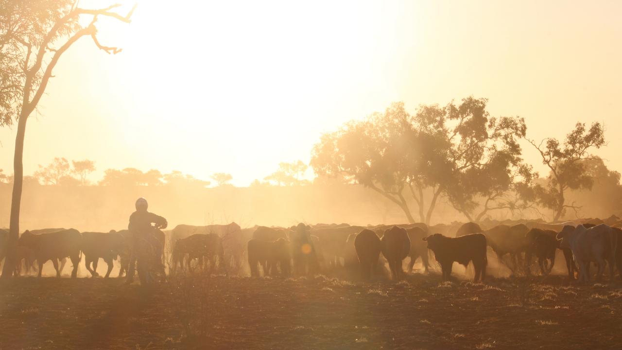 A rider on a motorbike mustering cattle. Photo: Brigodoon Cattle Company.