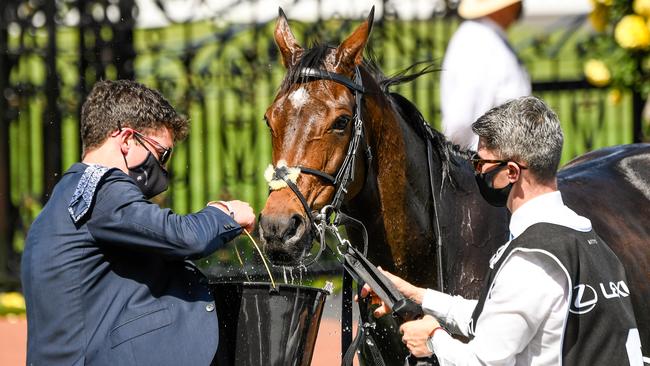 Twilight Payment cools down with a drink after his victory in the Cup. Picture: Reg Ryan/Racing Photos via Getty Images