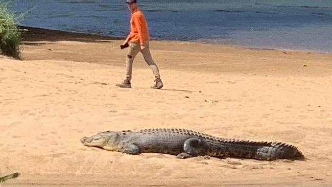 An alarming photo of a man with a phone in his hand standing only metres away from a Far North croc – actions like these will be made illegal under new laws which are expected to be adopted by state government. Picture: Supplied