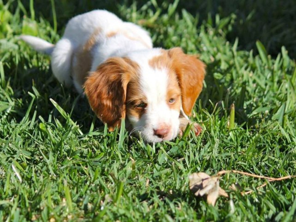 Sydney’s 100 cutest lockdown pets | Photos | List