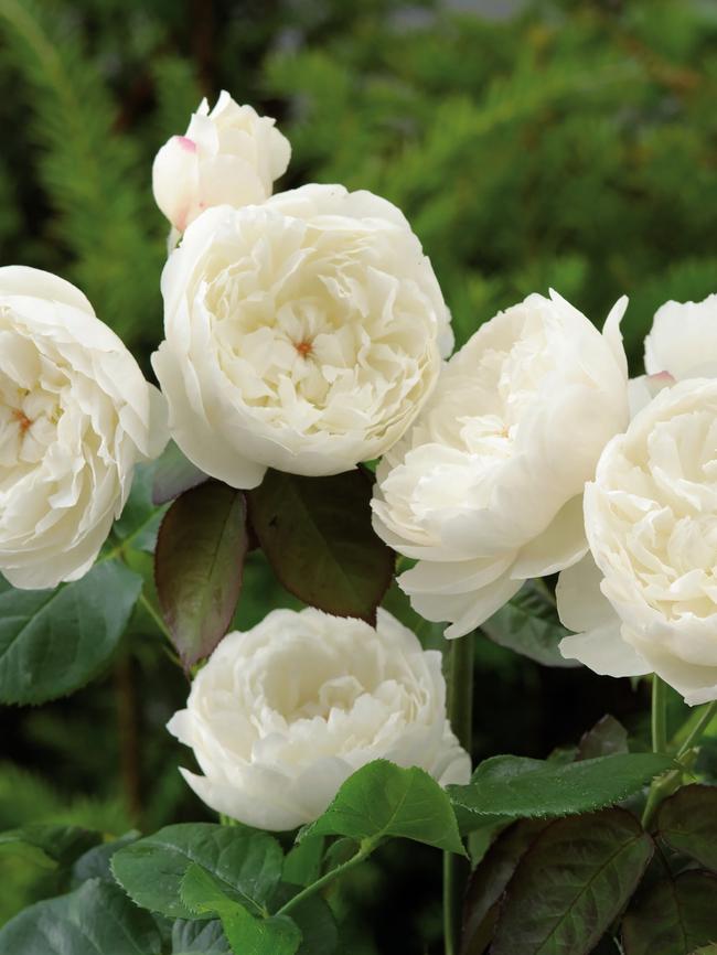 ‘William and Catherine’