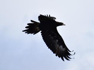 Documents reveal predicted eagle deaths at wind farm