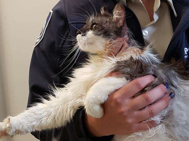 RSPCA inspector Ashlie Burnett with Millie the cat. Millie is recovering after apparently being doused with an accelerant and set alight in Hobart's northern suburbs. Picture: RSPCA