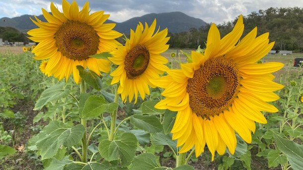 Freckle Farm owners Rob Bauman and Deb McLucas will open up their farm walks for the first time since coronavirus, on the weekend of October 10-11. For the first time the Eton farm tours will include sunflowers.