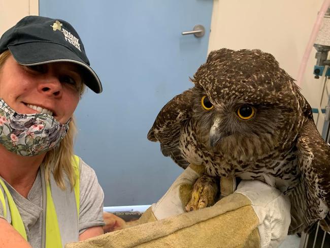 A powerful owl, with Sydney Wildlife Rescue volunteer Georgie Campbell. The bird was retrieved from Kapunda Reserve at Belrose after residents saw it in distress on the ground on Tuesday morning. Picture: Sydney Wildlife Rescue