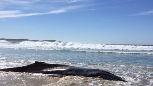 A dead juvenile whale was found washed up at One Mile Beach, Port Stephens