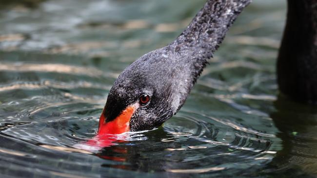 A black swan in rehab. Picture Glenn Hampson