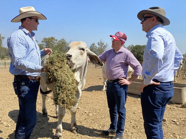 Prime Minister Anthony Albanese and Agriculture Minister Murray Watt talk biosecurity and opportunities in the agricultural sector with Ryan Olive at Raglan Station and AgForce Cattle President Will Wilson.