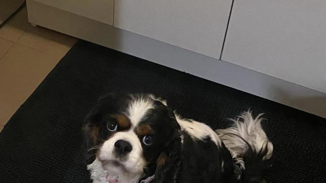 8-year-old King Charles Cavalier is missing from the Gold Coast after a break-in.