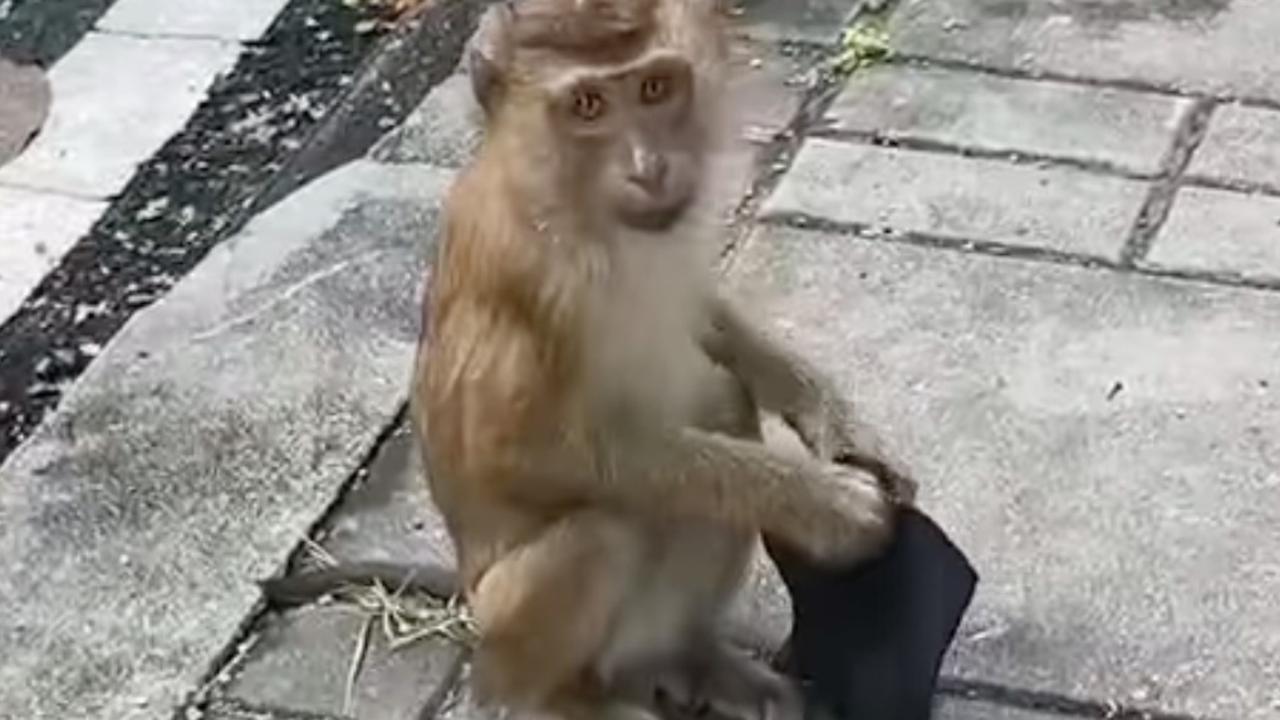The monkey took a seat before putting the mask on his head. Picture: Facebook