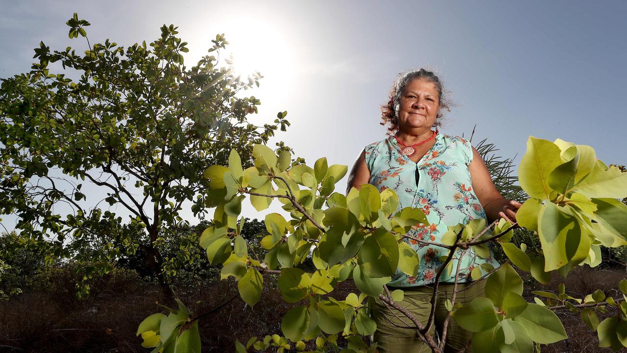 Bush medicine, such as the Kakadu plum seen here on Pat Torres’ plantation on Jabirr Jabirr country north of Broome, is already widely used in Indigenous communities and beyond. Picture: Colin Murty