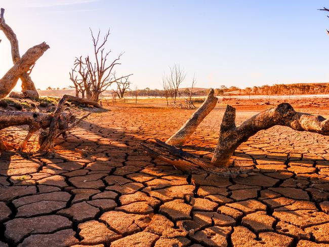 Global warming concept. Dead tree under dramatic evening sunset sky at drought cracked desert landscape