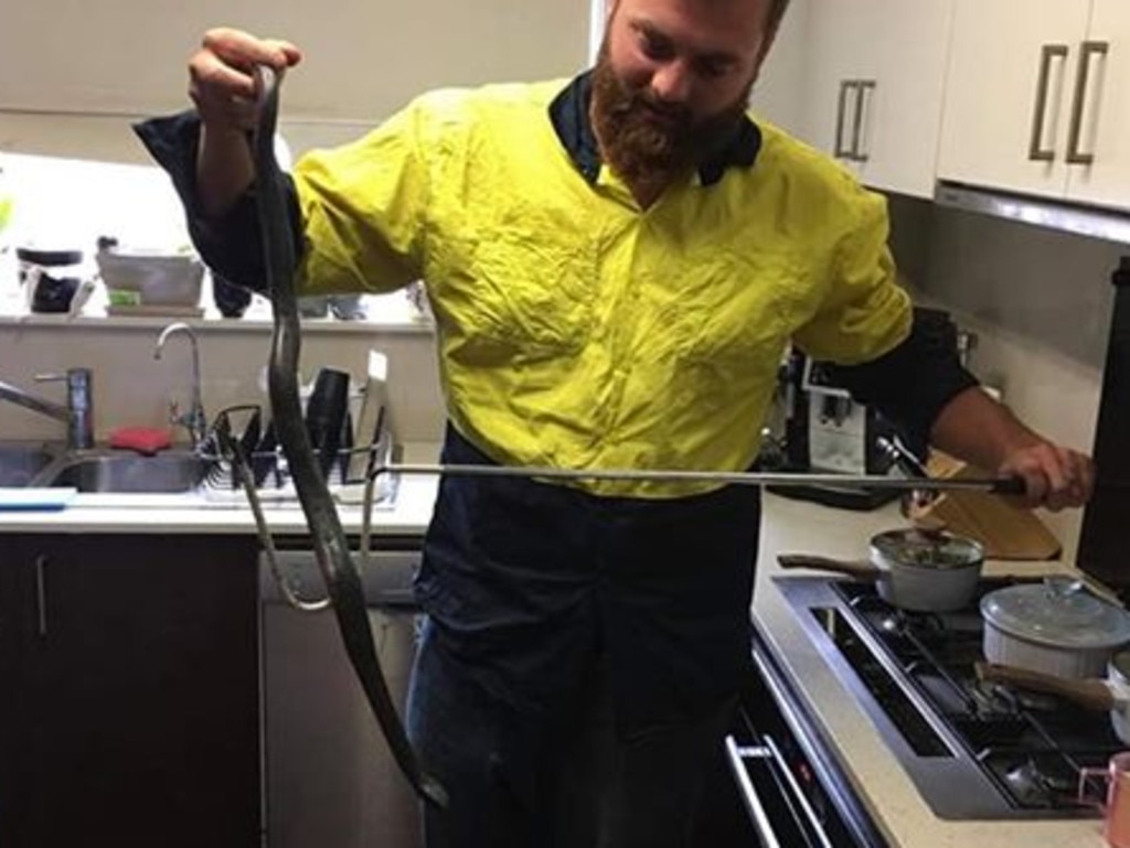 Another red-bellied snake caught in a Sydney home this week.