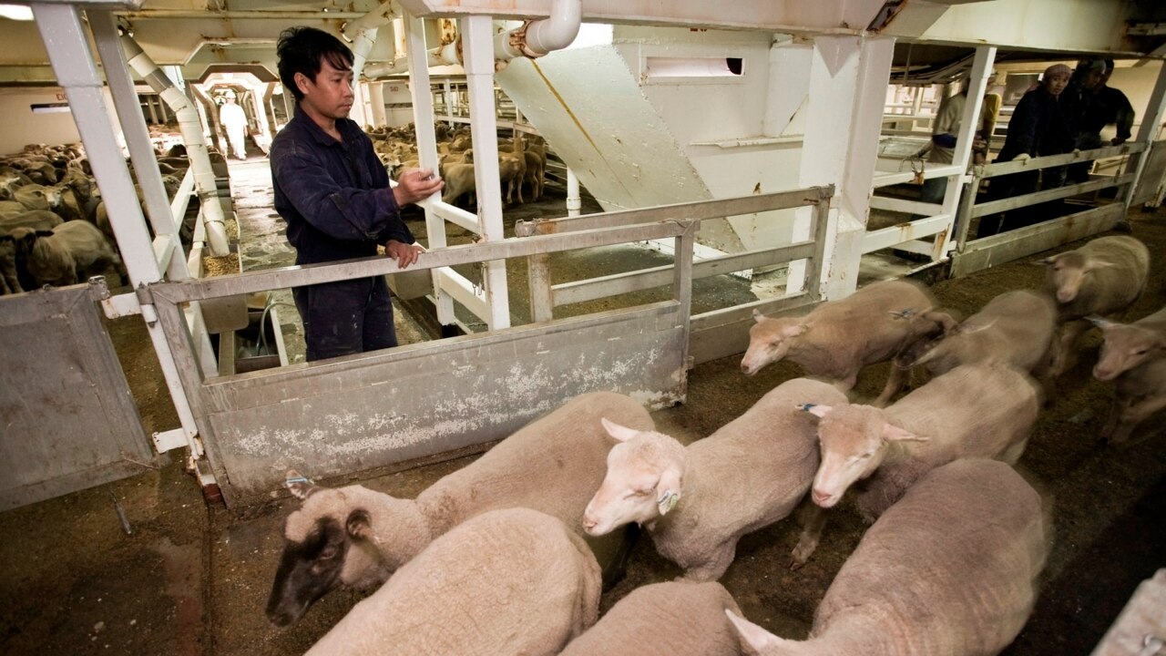 Australia's export industry vital to other countries with '60,000 sheep exported every fortnight'