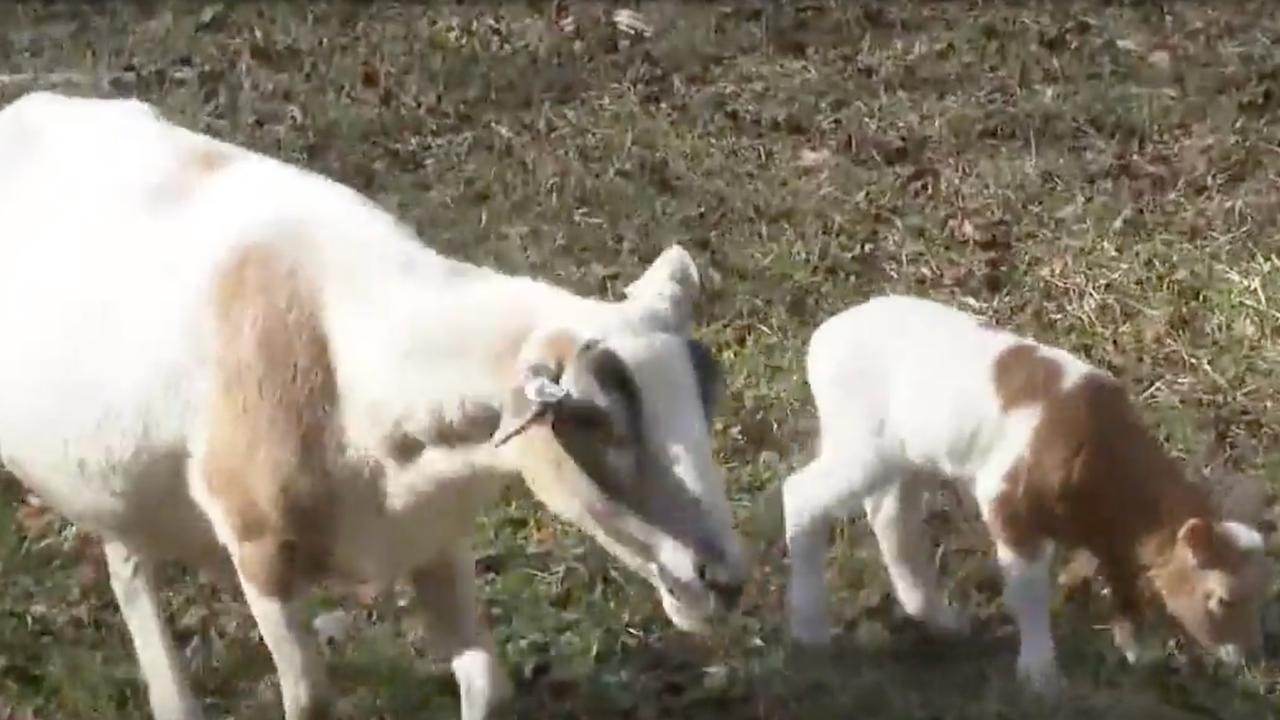 Casper was protecting his sheep. Picture: Fox 5