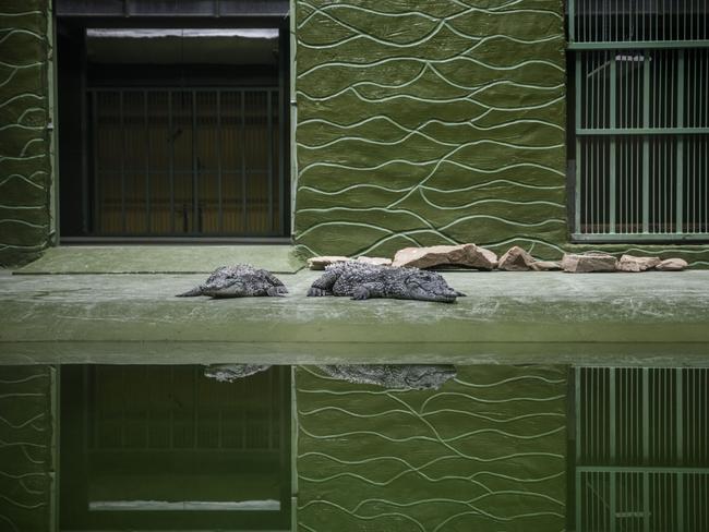 Crocodiles at the zoo. Picture: Getty Images