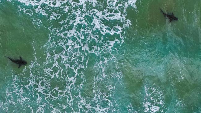 Sharks in the shallows at Orchid Beach. PHOTO: Tamaralee Photography