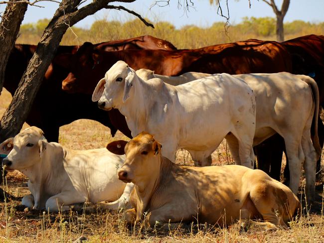 Gina Rinehart is the proud owner of the legendary Kidman cattle empire. Picture: supplied