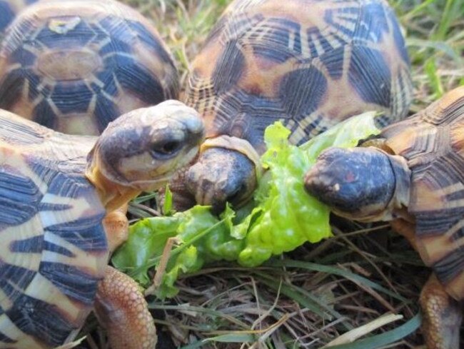 More than 10,000 endangered Madagascar tortoises rescued from animal ...