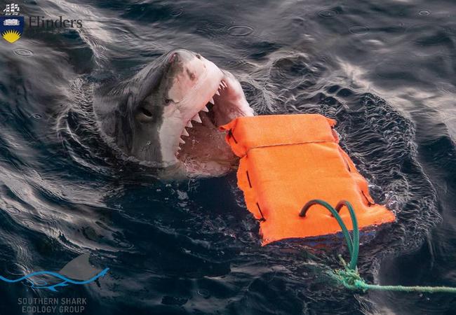 A Great White Shark bites the new fabric during testing. Picture: Associate Professor Charlie Huveneers