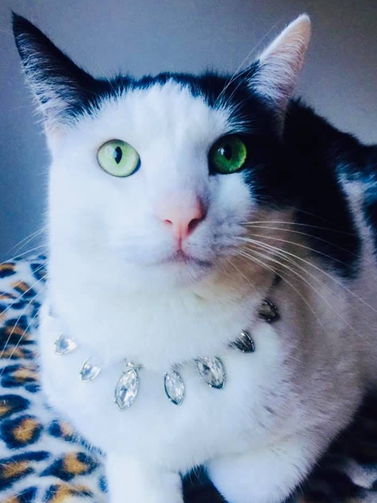 Duchess Maddie of Wynnum. Picture: Teneille Danielsen. Cutest cats in Wynnum.