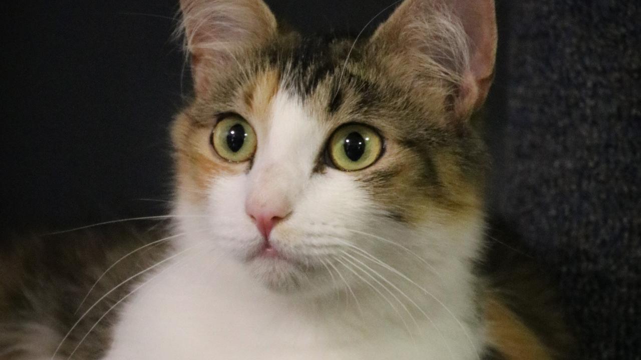 Toopy, born in November, 2019, is up for adoption with CQ Pet Rescue.