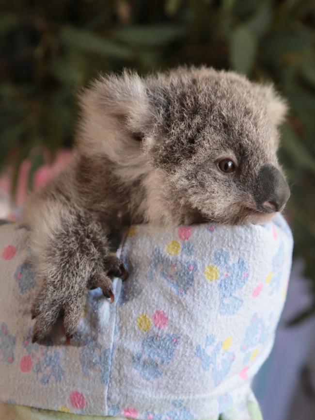 Baby Peter was rescued after his mum was killed by a car.