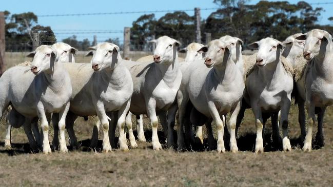 Lachy Day from Bordertown, SA, has created a new shedding prime lamb breed known as White Baldies.