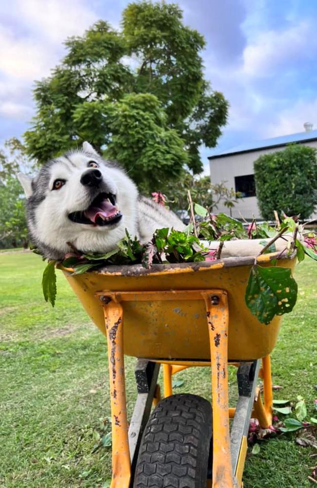 Lockyer Valley's cutest dog #2 runner up, Hercules.