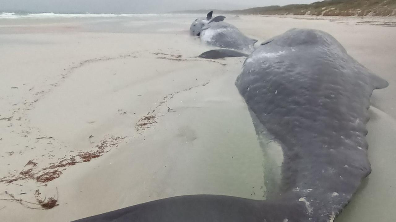 Five whales stranded on remote Tasmanian beach