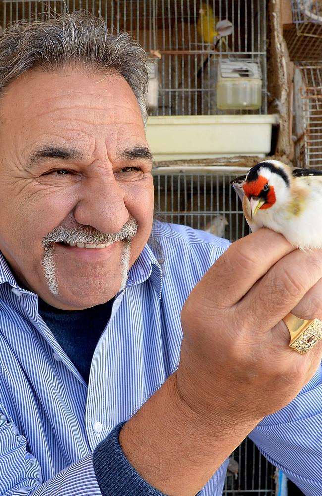 Alex Vella with his budgie “Champion” on the balcony of his apartment in the Mosta district of Malta. picture David Dyson