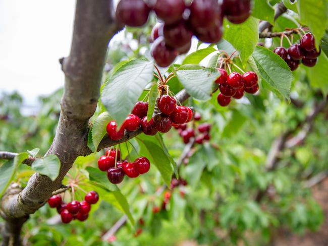 The first harvest of cherries have started to ripen at Lucaston Park Cherry Orchard in the Huon Valley.Picture: Linda Higginson