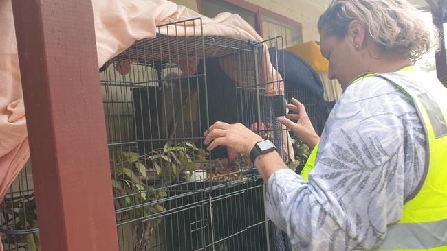 Tracy Burgess at her North Katoomba home watching over an animal in her care. Picture: Isabell Petrinic