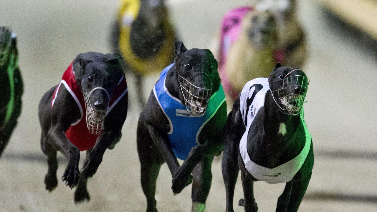 Lismore home to deadliest greyhound track in NSW | Daily Telegraph