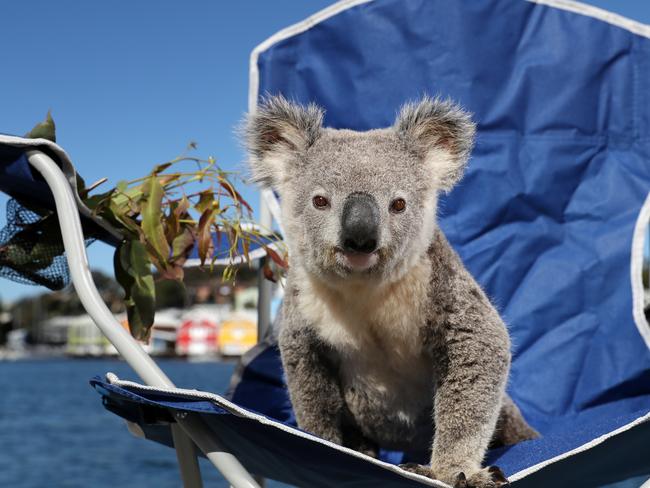 Koala Arlo made his screen debut in the current NRMA Insurance commercial. Picture: Jonathan Ng