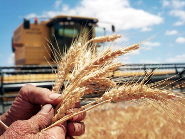 Farmer David Lynch holding wheat grains with harvester machine in bg in mallee wheatfield Welshmans Plains district 15 Dec 2003 -  crop crops farming industry generic hand harvesting