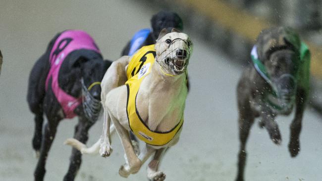 Greyhounds Golden Easter Egg final preview: Dual Keroma, Miss ...