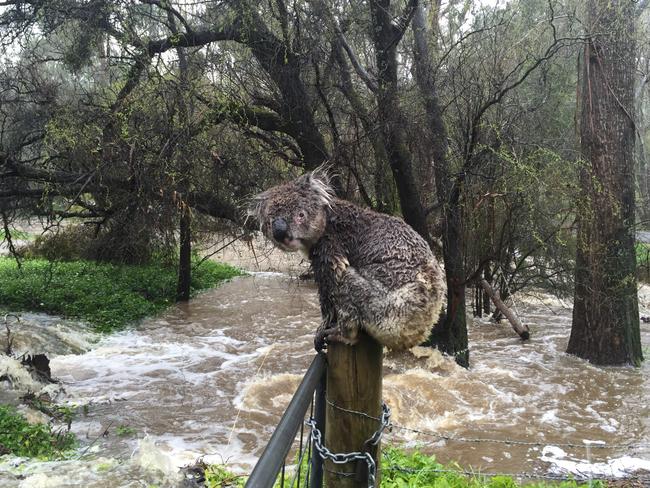 A wet koala finds refuge in South Australia. Picture: Woodhouse Scout Camp