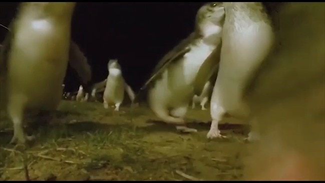 The Great Penguin Race at Phillip Island