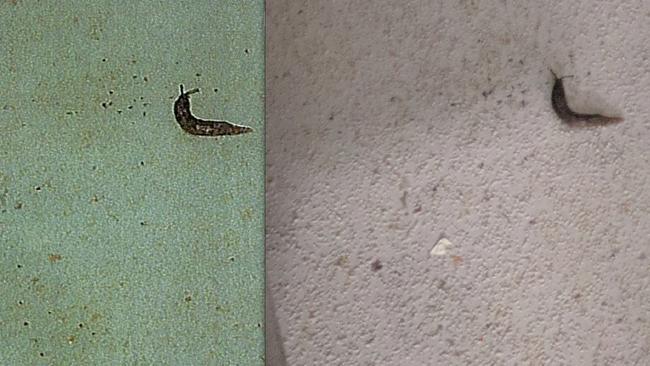 A photo showing a slug allegedly found in the I Cook Foods in Dandenong (left) that was sent to owners, compared to the original photo (right) taken during a health inspection.