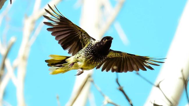 First in a century: Ultra-rare bird spotted in Toowoomba parkland