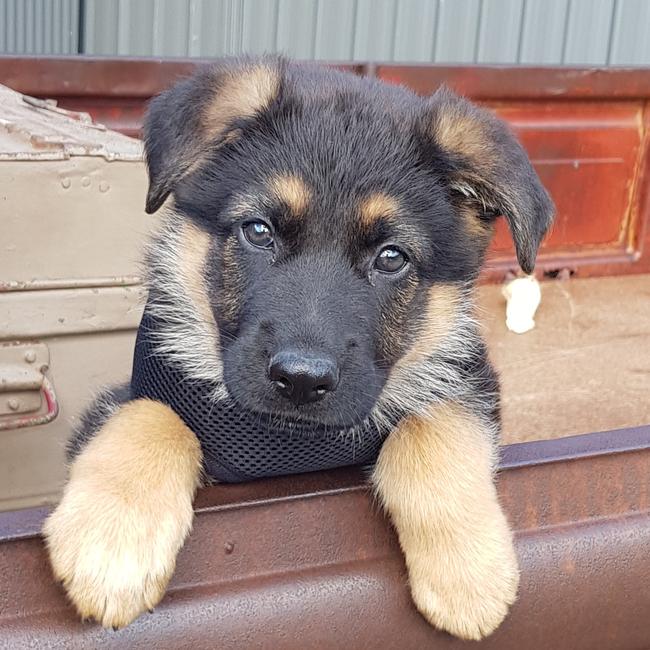 Klaus, of Cameron Park, waiting to go to the beach. Picture: Sammy Schmidt