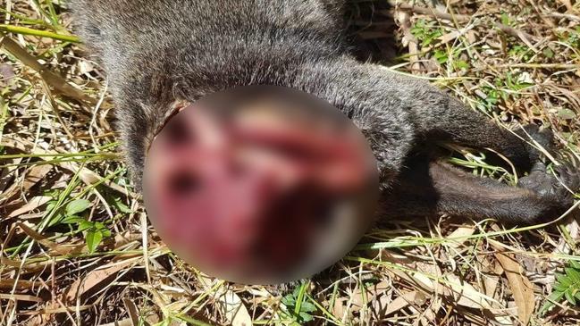 A beheaded and brutally bashed adult male wallaby discovered in Appin in October 2019. It is the seventh incident of animal cruelty in the area in the past 18 months.