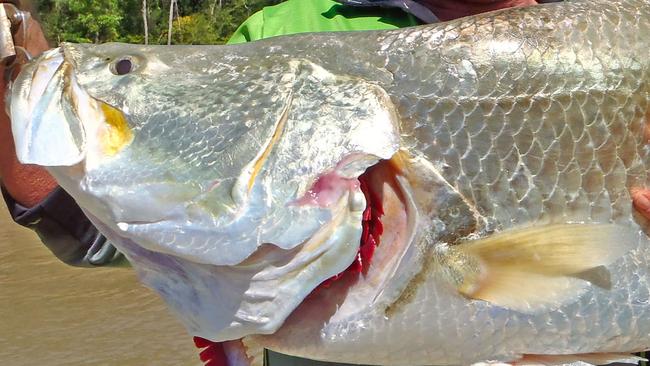 Graheme “Spert” Mollet’s massive 126cm barra took a big green Bomber and was caught with Carl Skyring of Darwin Barra and Crabs