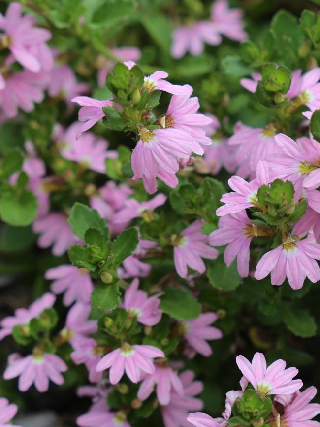 Scaevola ‘Pink Fusion’