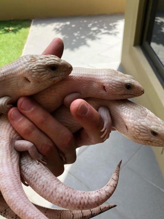 A handful of Chalmers’ blue tongues. Picture: <a href="https://www.instagram.com/adl_bluetongues/" title="www.instagram.com">adl_bluetongues / Instagram</a>